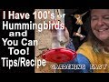 How to Bring Hummingbirds to Your Yard: Tips on Cheap Hummingbird Feeder DIY Recipe Birdbath Flowers