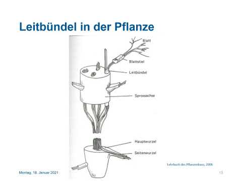 Video: Anatomie Einer Stadt