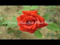 Kimbra - Cameo Lover (Shook Remix)