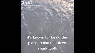 hunting for shark teeth in Florida
