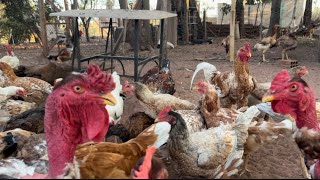 Mostrando Os Galos Reprodutores E As Galinhas Do Plantel.