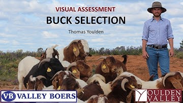 Buck Selection - Visual Assessment