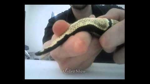 Sexing(popping) Ball Pythons Visual Demonstration