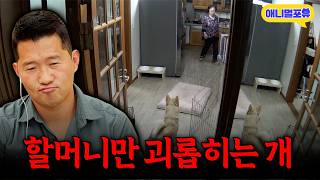 ‘통제가 아예 안되네..?’ 유독 할머니만 공격하는 강아지, 강형욱이 고친다!ㅣKBS 개는 훌륭하다 220516 방송