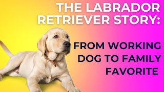 Labrador Retriever: The Beloved History of the World's Most Popular Dog #labradorretriever #dogs by Dogs in Facts 550 views 9 months ago 5 minutes, 5 seconds