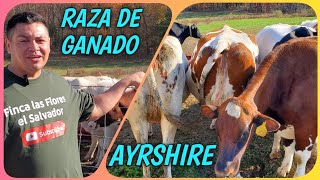 Raza De Ganado Ayrshire... Finca Las Flores El Salvador