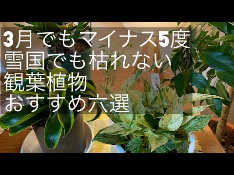 観葉植物 寒い雪国でも元気に育つおススメ植物 六選 ガーデニング 観葉植物 植物のある暮らし 植物好きな人と繋がりたい おススメの観葉植物 おすすめの観葉植物 Youtube