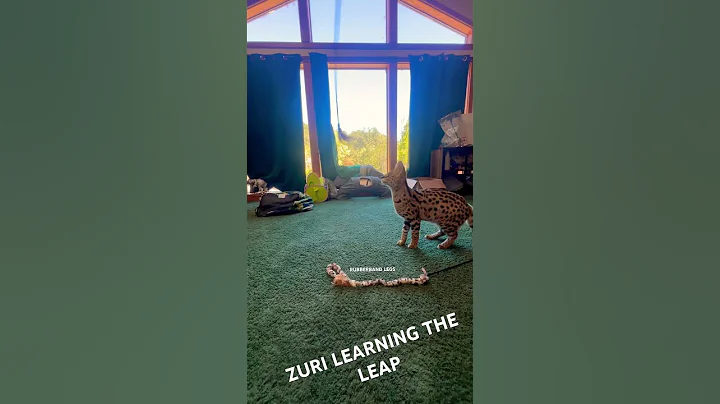 Video 10809231: servalcats kitten, servalcat cat, servalcats animals, serval jump