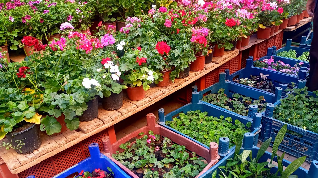 Pazar Tezgâhında ,  Sukulent, Kaktüs, Sardunyalar, Petunyalar Fiyatları