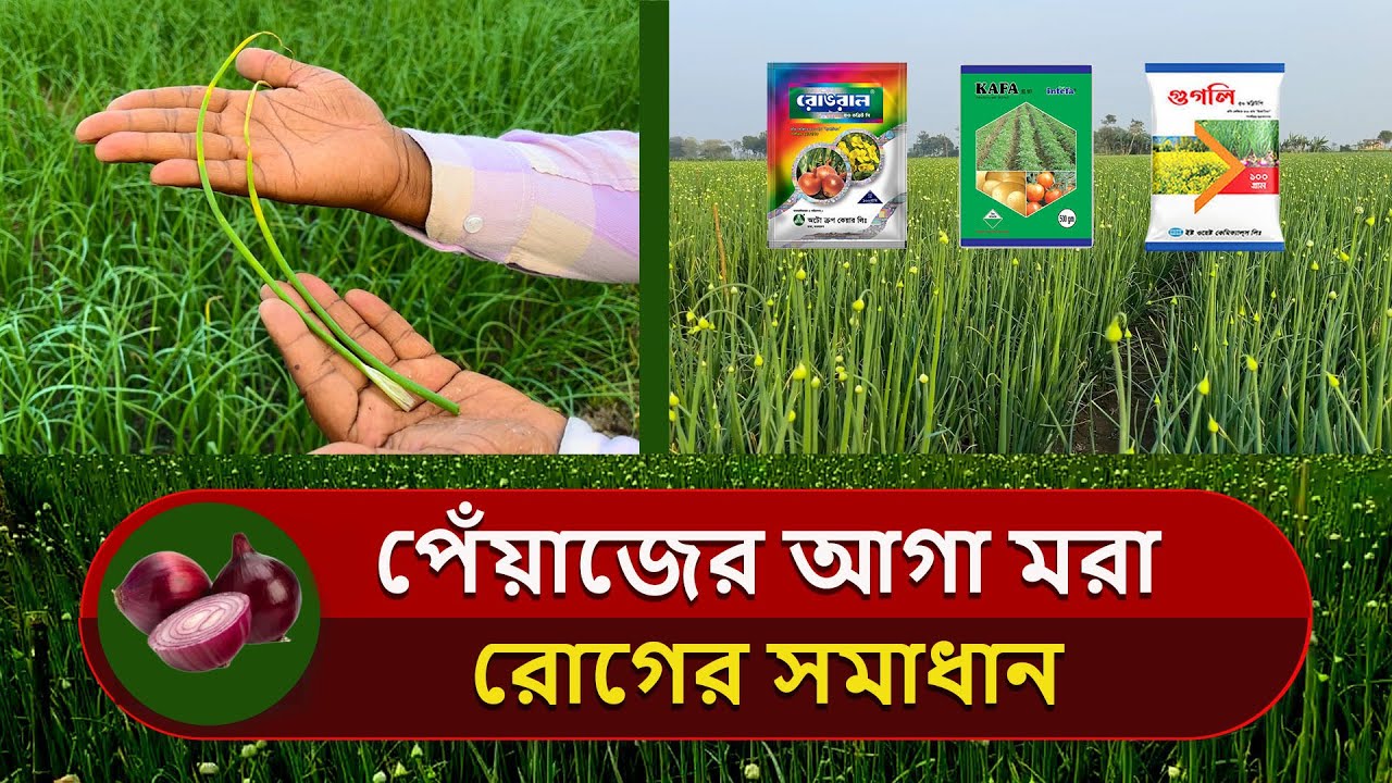 Yalangoch plyaj partiyalari Yalangoch plyaj partiyalari