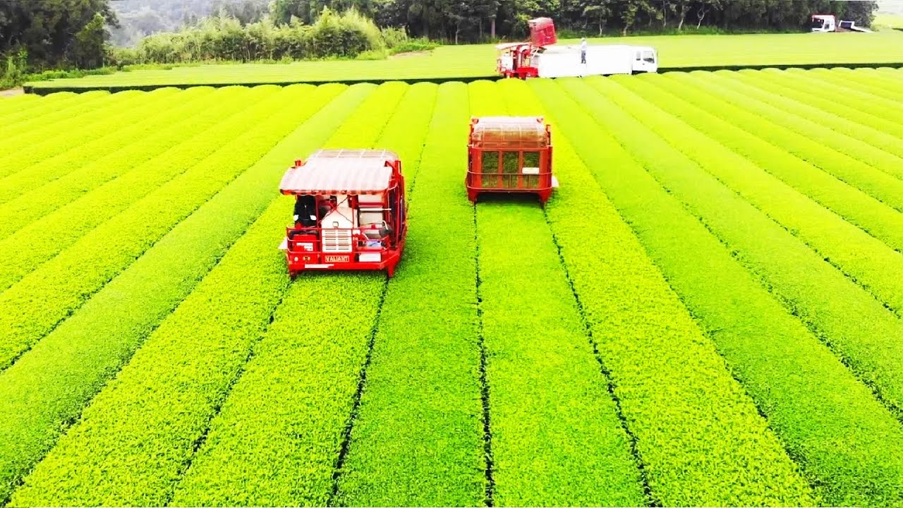 كيف يتم زراعة الشاي الأخضر في اليابان بتقنيات حديثة ومتطورة حقا يستحق المشاهدة!!!