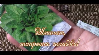 видео Семена шпината