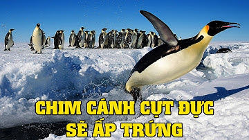 Những Điều Thú Vị Về Loài Chim Cánh Cụt | Khám Phá Thế Giới Động Vật