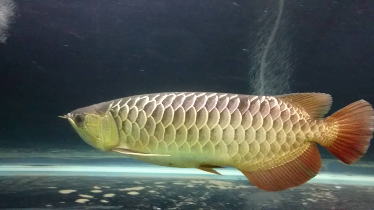  Arowana  RTG  Red Tail Golden fish about 3 years old in 