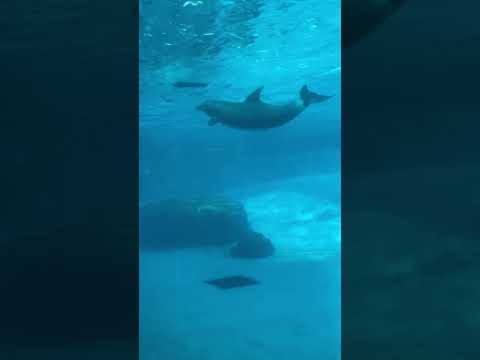 Welcome to Dolphin Bay #shorts #dolphin #aquarium