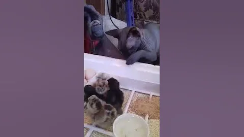 Watch the video about Sphynx Cat with baby chickens