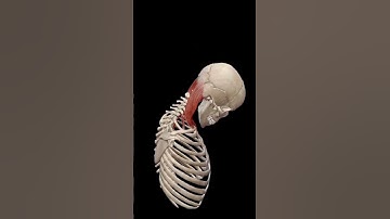 Flexion of head and neck#Head and neck movement#viralvideo #shortvideo #trending #anatomy #sciepro