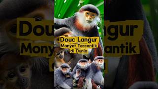 Download Lagu Douc Langur Monyet Paling Cantik yang Hampir Punah di Asia Tenggara! #monyet #monyetmonyet #shorts MP3
