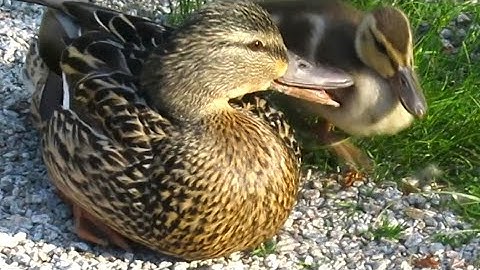Induk Bebek MEMANGGIL BAYI Ingin Anak-anak Bebeknya Kembali