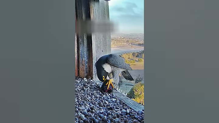 #403E | Review mom dad birds brings food to feed their babies in the nest | Birds Nest Family #birds