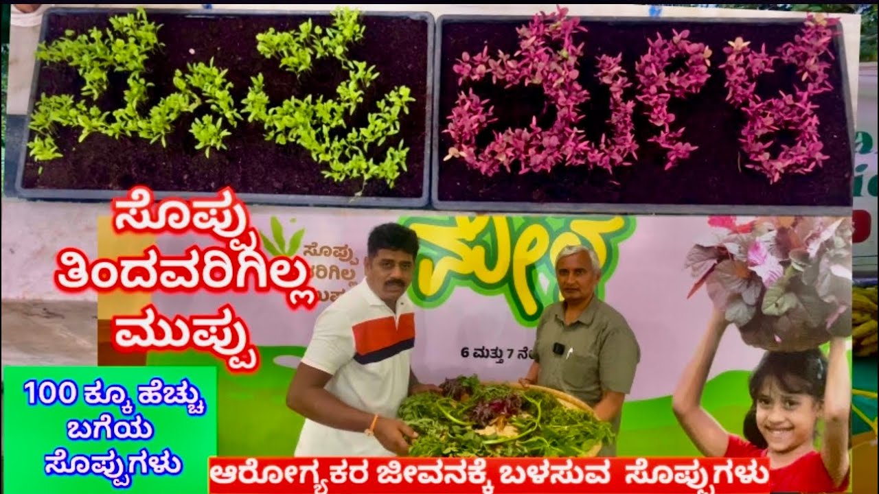 ಸೊಪ್ಪು ಮೇಳ, 100 ಕ್ಕೂ ಹೆಚ್ಚು ಬಗೆಯ ಸೊಪ್ಪುಗಳು 