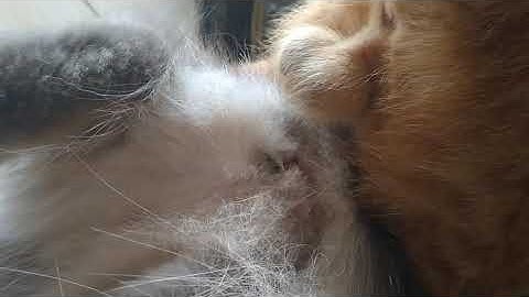 Proses perkawinan kucing | Kita lihat lebih dekat