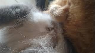 Proses perkawinan kucing | Kita lihat lebih dekat