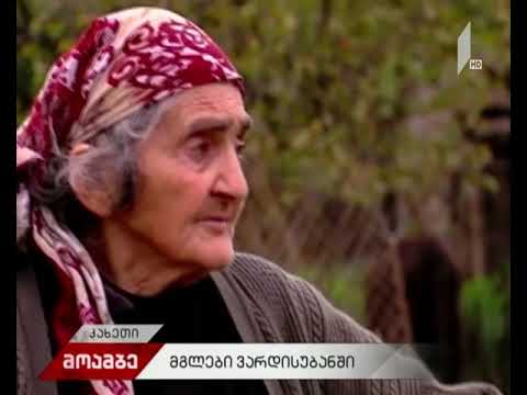 სოფელ ვარდისუბანში მგელმა მსხვილფეხა პირუტყვი დაგლიჯა