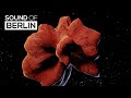 Dan Curtin - Soul System (Official Video)