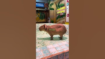 Why don’t predators attack capybaras? #facts #pets #capybara #cute #chill
