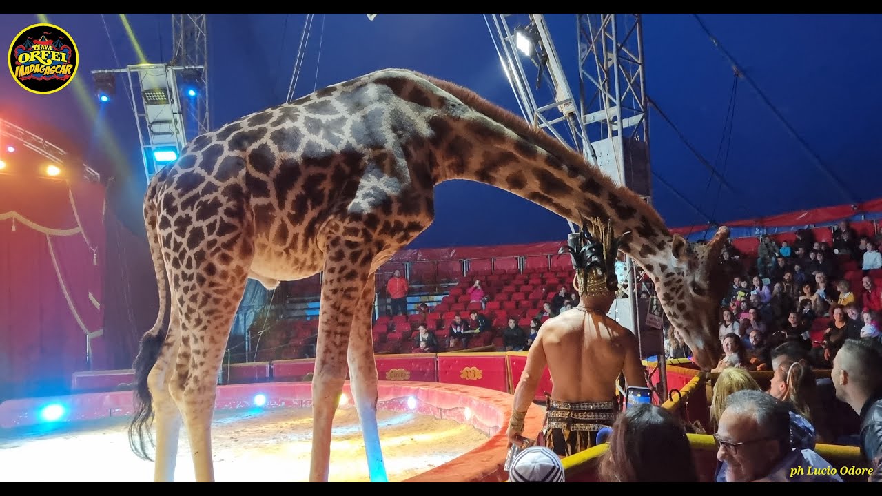 MASSIMILIANO MARTINI  - Vincitore della 24° edizione dell'international Circus of Italy. Latina 2023