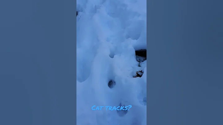 cat tracks in the snow?