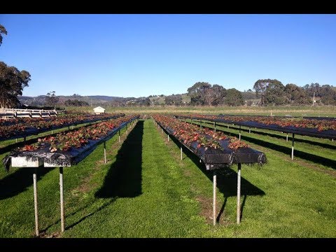 Raised Strawberry U Pick Beds Table Height No Bending 2020
