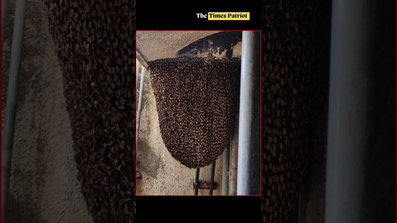 В городе Нимуч, штат Мадхья-Прадеш, погибла повариха, спасая детей от нападения пчел.