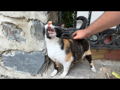 Cat starts to glitch if you scratch her back!