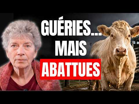 Culling cattle: economy over health?
