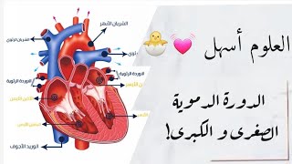 الدرس (09) : مسار المغذيات + الدورة الدموية الصغرى و الكبرى