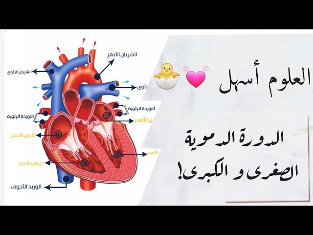 الدرس (09) : مسار المغذيات + الدورة الدموية الصغرى و الكبرى