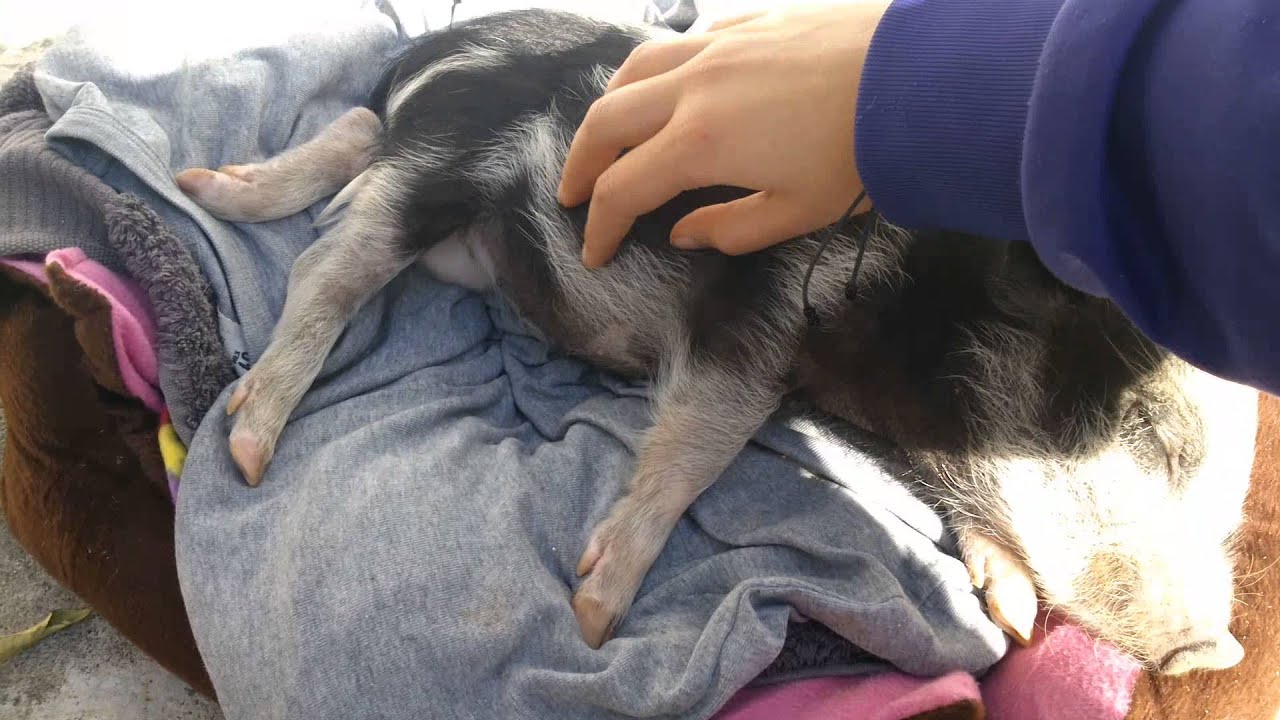 Mini pig loves to cuddle YouTube