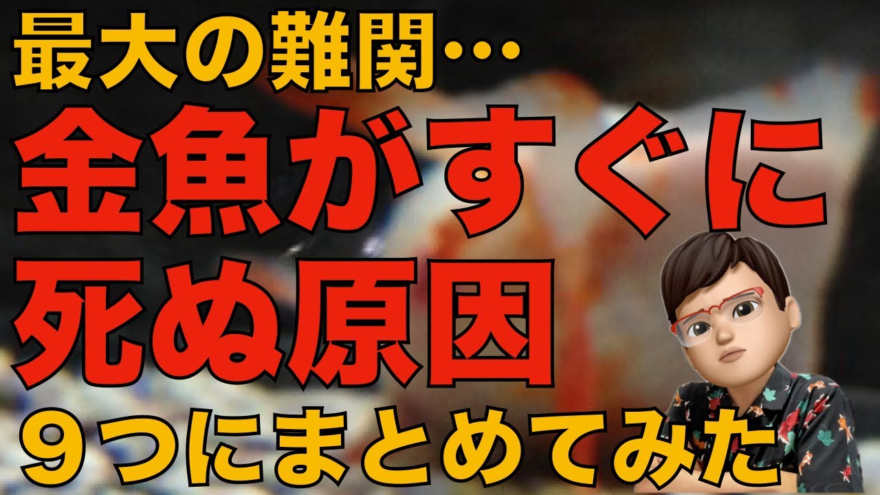 金魚がすぐに死ぬ原因９選を紹介します
