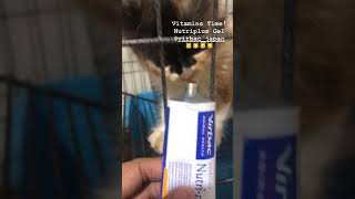 Nutriplus Gel For Cats
