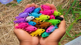 Fish Catching Beautiful Colorful Eggs Full Of Surprises Containing Various Types Of Ornamental Fish