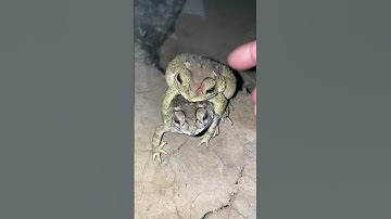 catch frog for funny #funny #frogexercise #frogjump #frog #frogworkout