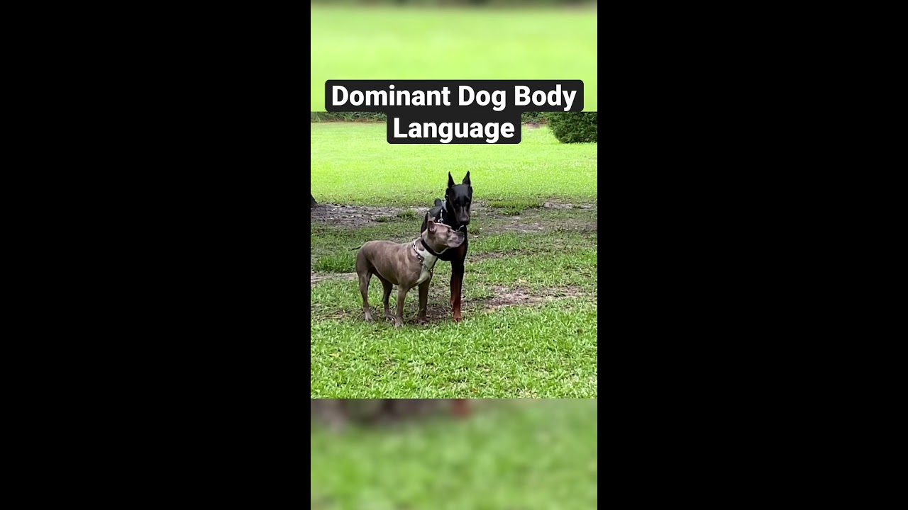 Dominant Dog Flexes On Doberman