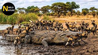 Crocodile vs Wild Dogs - Wild Dogs Attack Sparks Savage Clashes | Animal Fights