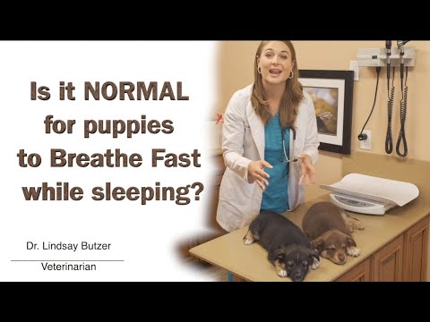 Video: Kodėl mano šuniukas kvėpuoja taip greitai?