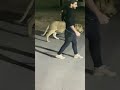 هجوم اسد على طفل عمار ماهر
