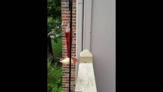 Praying Mantis Vs Hummingbird