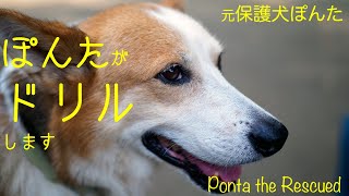 雑種犬 犬ドリル スローモーション Ponta The Rescued 元保護犬ぽんた Youtube 雑種犬 犬ドリル スローモーション Ponta The Rescued 元保護犬ぽんた Youtube