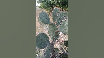 Cây Rừng Độc Lạ Sa Mạc l Sinh Tồn Tây Nguyên.